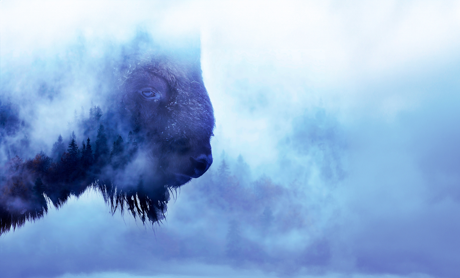 Buffalo in fog