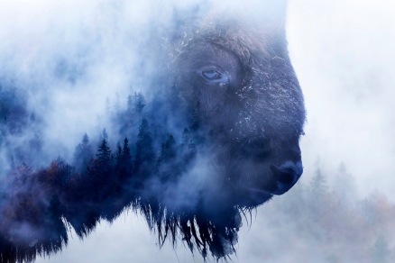 buffalo in fog