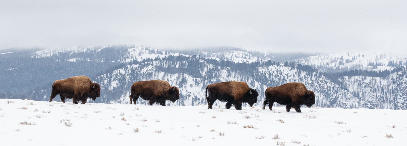 Buffalo on snow WyHy Love My Credit Union Rewards
