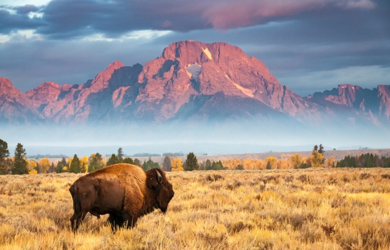 Buffalo by Jackson Hole Wyoming