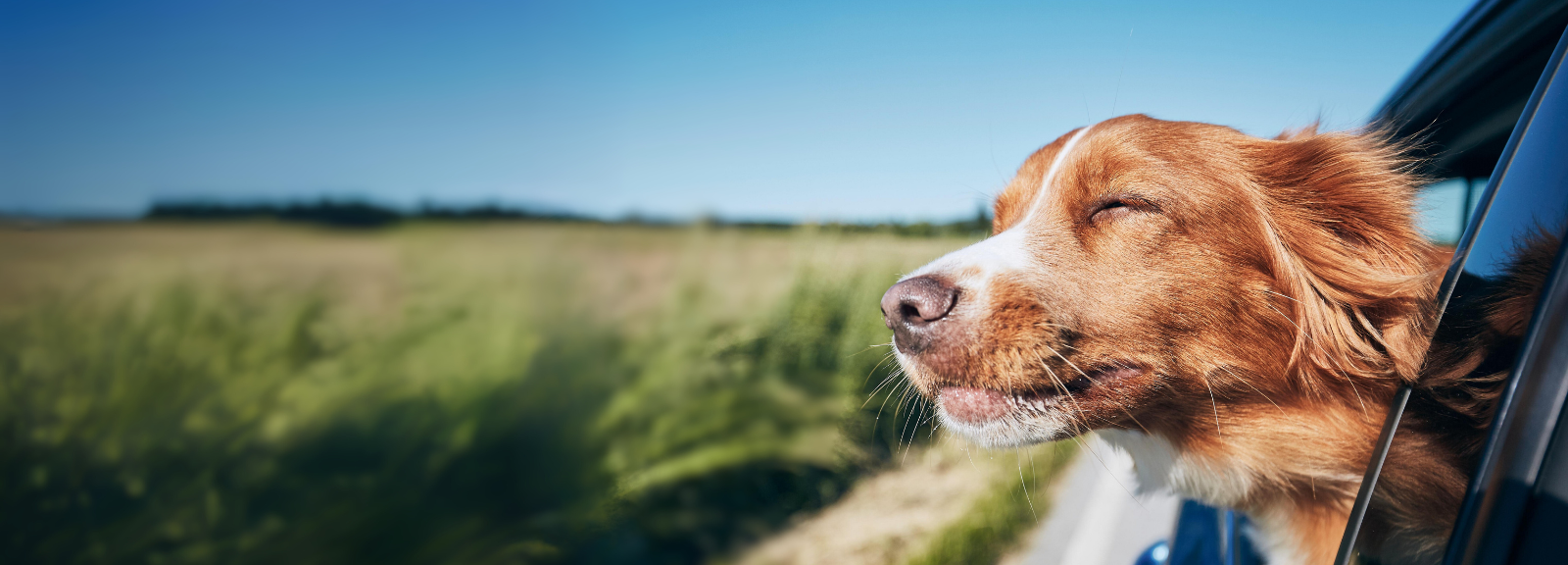 Dog with head out of window